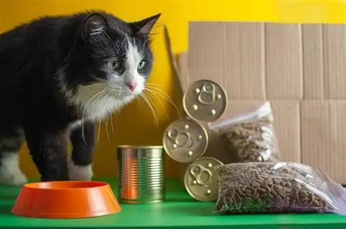 6 καλύτερες υπηρεσίες παράδοσης φρέσκων τροφών για γάτες στο Ηνωμένο Βασίλειο το 2023 – Κριτικές & Κορυφαίες επιλογές
