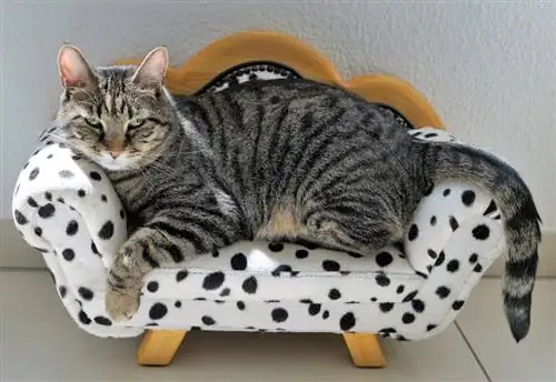 18 llits de bricolatge per a gats que podeu construir avui (amb imatges)