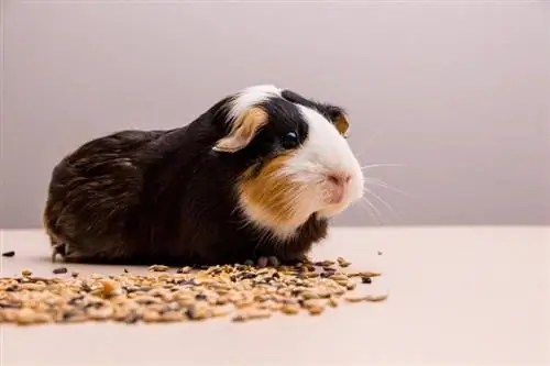 10 Best Guinea Pig Foods nel Regno Unito nel 2023 – Recensioni & Top Picks