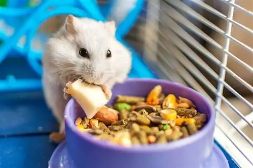 8 cele mai bune alimente pentru hamsteri din Marea Britanie din 2023 – Recenzii & Cele mai bune alegeri