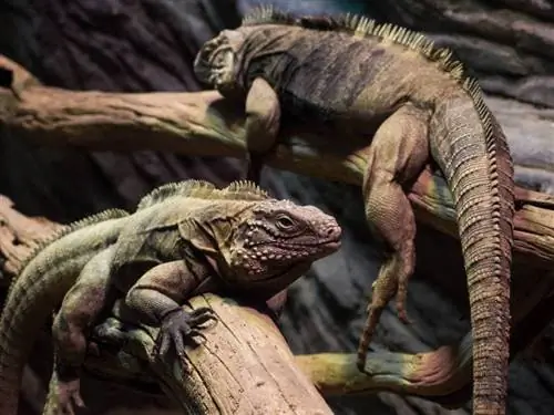 Da li iguane grizu ljude? Šta treba da znate