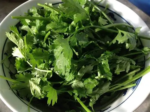 Mogu li iguane jesti cilantro? Šta treba da znate