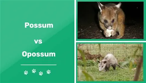 Possum vs Opossum: le principali differenze (con immagini)