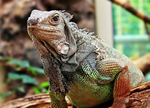 Le iguane sono in pericolo? Cosa hai bisogno di sapere