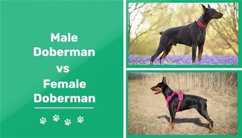 Dobermany płci męskiej i żeńskiej: różnice (ze zdjęciami)