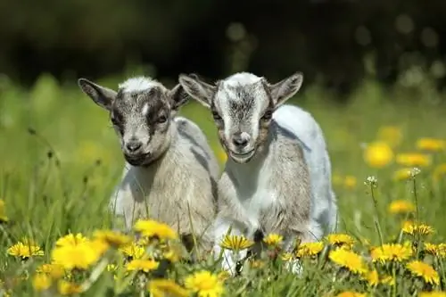 Com tenir cura de les cabres pigmees: Full de cura & Guia 2023