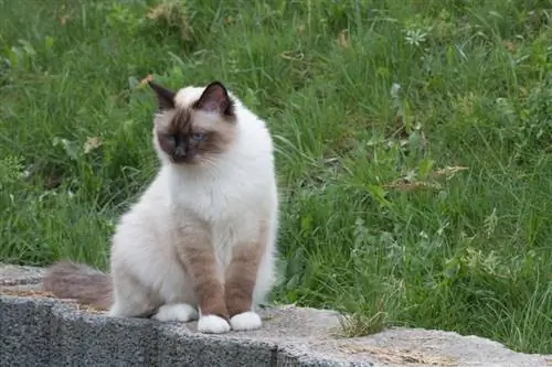 Birman Cat: Cov ntaub ntawv yug tsiaj, duab, saib xyuas, yam ntxwv & Qhov tseeb