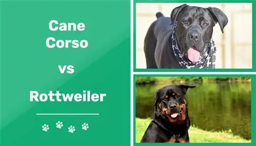 Cane Corso versus Rottweiler: welke te kiezen? (Met foto's)