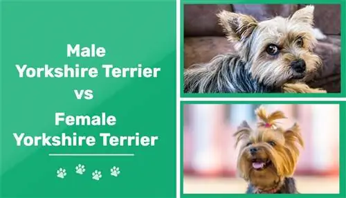 Mascle vs femella Yorkshire Terrier: les diferències (amb imatges)