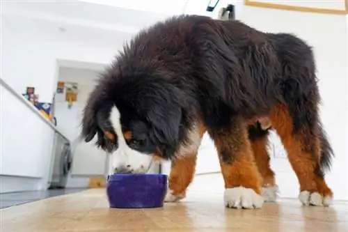 Mennyi nedves ételt kell etetnie egy kutyának? Állatorvos által jóváhagyott takarmányozási útmutató