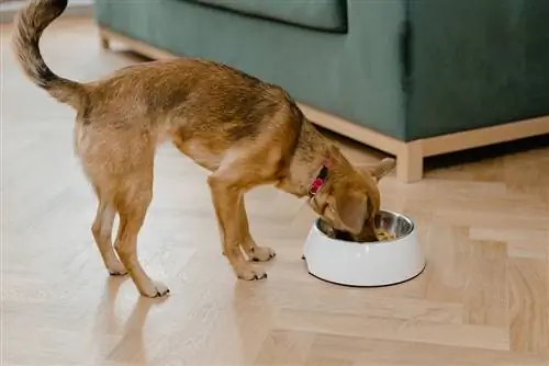 10 beste graanvrije hondenvoeding in Canada in 2023 – Recensies & Topkeuzes