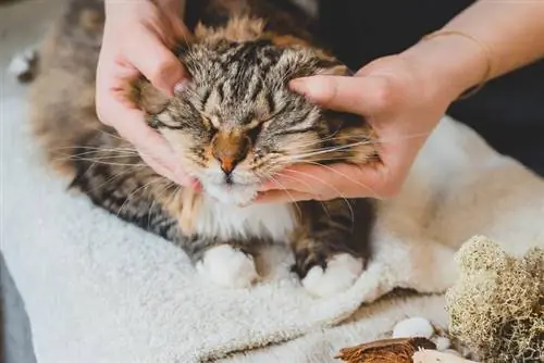 6 voordele om jou kat te masseer & Die kolletjies wat jou kat liefhet