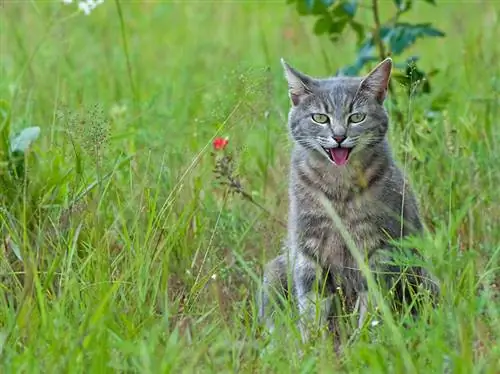 Zašto moja mačka dahće? 4 razloga za recenziranje veterinara & Što učiniti