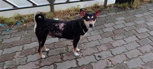 2023'te Pyoderma için En İyi 9 Köpek Maması – İncelemeler & En Çok Talep