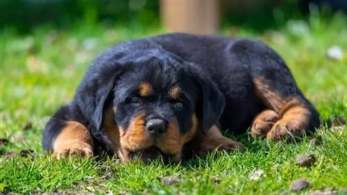 10 Temel Rottweiler Malzemesi: 2023 Veteriner Onaylı Kılavuz