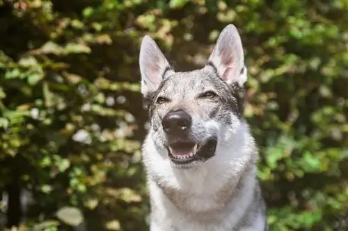 14 շների ցեղատեսակներ, որոնք նման են գայլերի (նկարներով)
