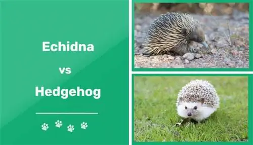 Echidna vs Hedgehog: differenze visive & Caratteristiche (con immagini)