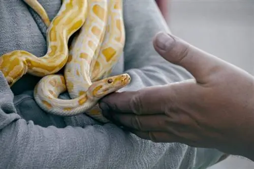 Existe-t-il une assurance pour animaux de compagnie pour les serpents ? Guide 2023