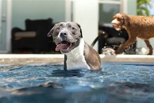 5 „pasidaryk pats“šunų vandens rampos, kurias galite padaryti šiandien (su nuotraukomis)