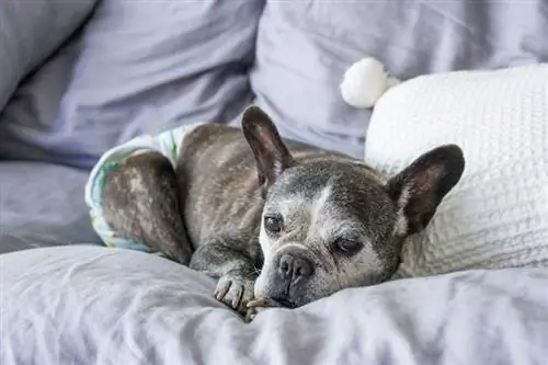 Bir Köpek Kızgınken Evini Nasıl Temiz Tutarsın: 10 Basit İpucu