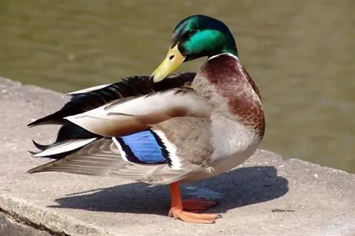 Duck Mallard: Faktet, Përdorimet, Origjina & Karakteristikat