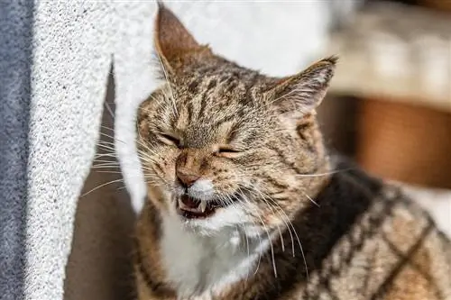 7 emócií, ktoré môžu mačky cítiť: Správanie mačiek & Vysvetlenie pocitov