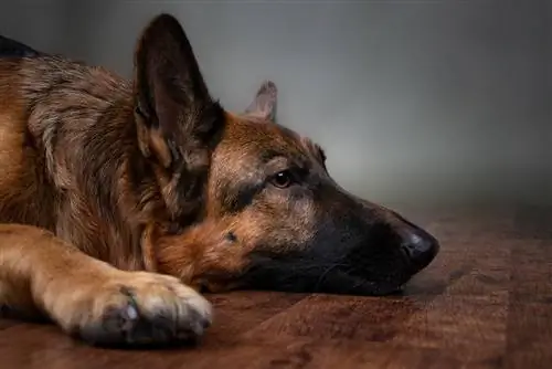 Kā suņiem apgriežas vēders: veterinārārsta apstiprināti cēloņi, pazīmes & aprūpe