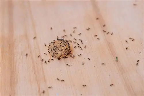 Hogyan tartsuk távol a hangyákat a kutyaeledeltől: 10 egyszerű & hatékony tipp