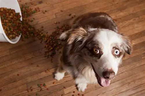 Per què el meu gos juga amb el seu menjar? 6 Raons & Què fer