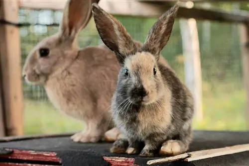 Czy możesz trzymać razem dwa samce królików? Fakty & Często zadawane pytania