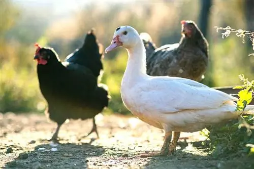 Mohou kachny a kuřata žít spolu? Fakta o kompatibilitě & FAQ