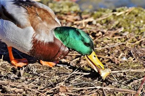 Què mengen els ànecs en estat salvatge i com a mascotes? Dieta & Dades de salut