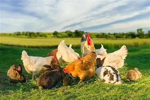 האם תרנגולות וארנבות יכולות לחיות ביחד? עובדות תאימות & שאלות נפוצות