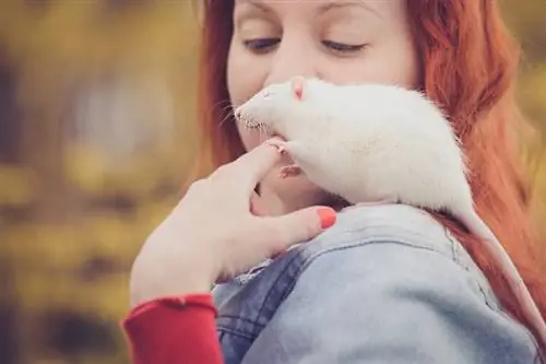 Sådan fortæller du, om din rotte er glad: 11 tegn at se efter