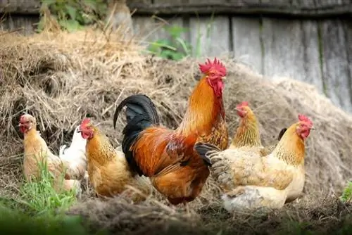 Come raccontare l'età di un pollo: le fasi della vita recensite (con immagini)