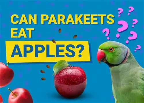 Kan parkiete appels eet? Veearts-hersiene voedingsfeite wat u moet weet