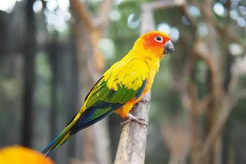 Conure Parrots: Personality, Food & Οδηγός φροντίδας (με εικόνες)