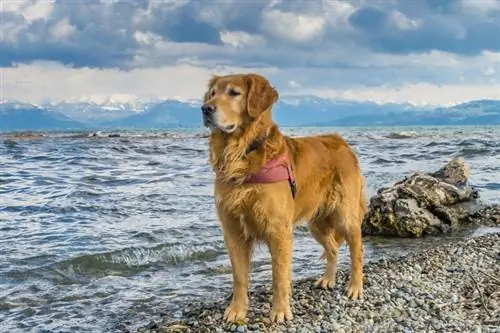 Is Golden Retrievers goed vir eerstekeer eienaars?