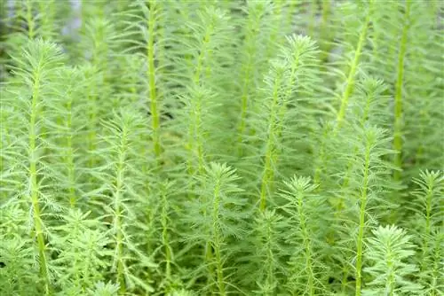 Green Foxtail Aquarium Plant: Complete Care Guide for Planting & Growing