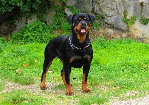 Rottweilers são bons cães de guarda? Temperamento, Fatos & FAQs