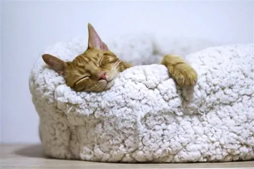 15 tipus comuns de llits per a gats (amb imatges)