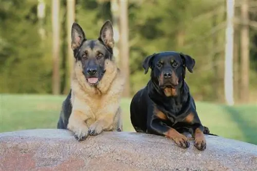 I Rottweiler stanno bene con gli altri cani?