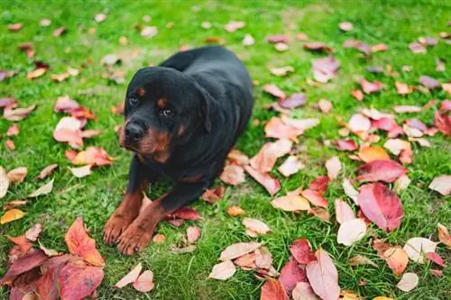 Miniatuur Rottweiler-hondras: feite, prente & Sorggids