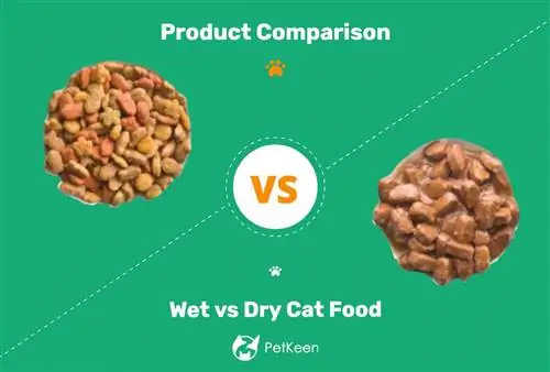 Mokra vs. sucha karma dla kotów: różnice, zalety & Wady