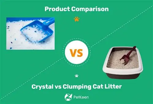 פסולת קריסטל לעומת פסולת חתולים מתגבשת: מה הכי טוב עבור החתול שלי?