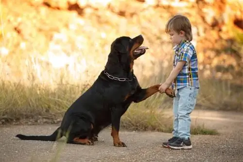 Rottweilers são bons com crianças? Motivos & Dicas de Treinamento