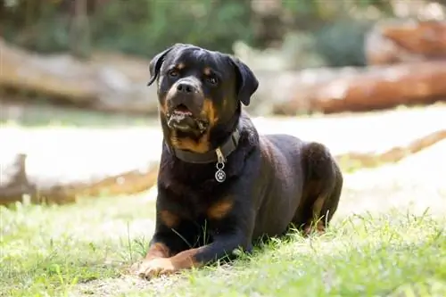 3 tipos de raças de cães Rottweiler: uma visão geral (com fotos)