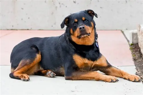 راهنمای نژاد سگ روم روتوایلر: اطلاعات، تصاویر، مراقبت & بیشتر