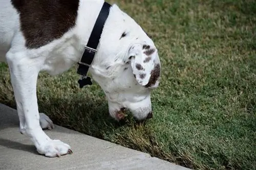 Proč psi jedí trávu: 10 důvodů (odpověď veterináře)