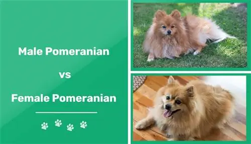 Mashkull vs Pomeranianë Femra: Dallimet (Me foto)